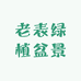 老表绿植盆景