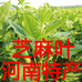 芝麻叶厂