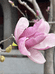 木棉花开and先开花后长叶