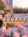 香莫莫香氛馆