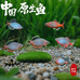 泉齐水族