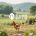 苏北桃园散养土鸡