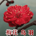格外迷沭阳县宋家苗圃花卉专卖店