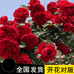 蔷薇月季花苗基地