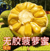 甜美无胶菠萝蜜