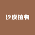 沙漠植物园林景观