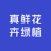 真鲜花卉绿植