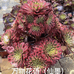 万物花语