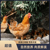 洪泽湖春兰农产品