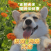 铭宠柯基零售店