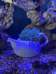 光语水族LED灯
