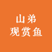 山弟观赏鱼