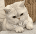 追光小肥猫