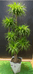 小城森林绿植基地1