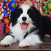 君旺赛级边牧犬舍
