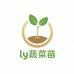 ly蔬菜苗基地