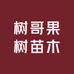 树哥果树苗木