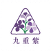 九重紫三角梅