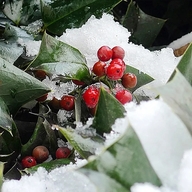 雪北香南个体店