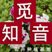 青州市觅知音花卉种植基地