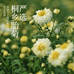 桐乡正宗杭白菊