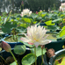 花自开绿植个体店