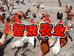 北京昌平智清农业