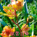 仪馨兰业