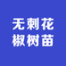 无刺花椒树苗
