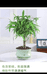 网红绿植竹