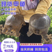 乐乐杏蜜果农