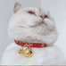 爱猫仕