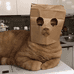 歹徒猫猫出击