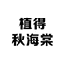 植得秋海棠基地