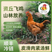 资丘高山散养土鸡