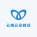 云南云朵鲜花