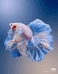 蓝鲨水族渔公馆
