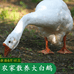 石叔叔的食品店