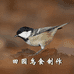 田园鸟食