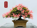 沭阳县聚松阁花卉园艺场的小店