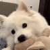 木木犬舍
