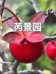 芮景园老鸦柿