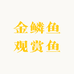 金鳞 观赏鱼