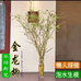 龙柳基地供应