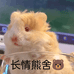 长情熊舍
