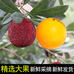 一路发蔬菜水果农场基地