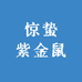 惊蛰紫金鼠
