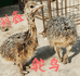 利鑫鸵鸟养殖