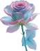 新疆花梦谷鲜花批发