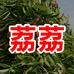 荔荔果园店
